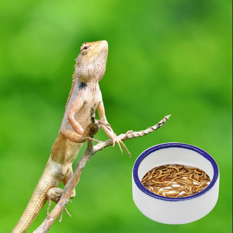 Bol Céramique Reptile
