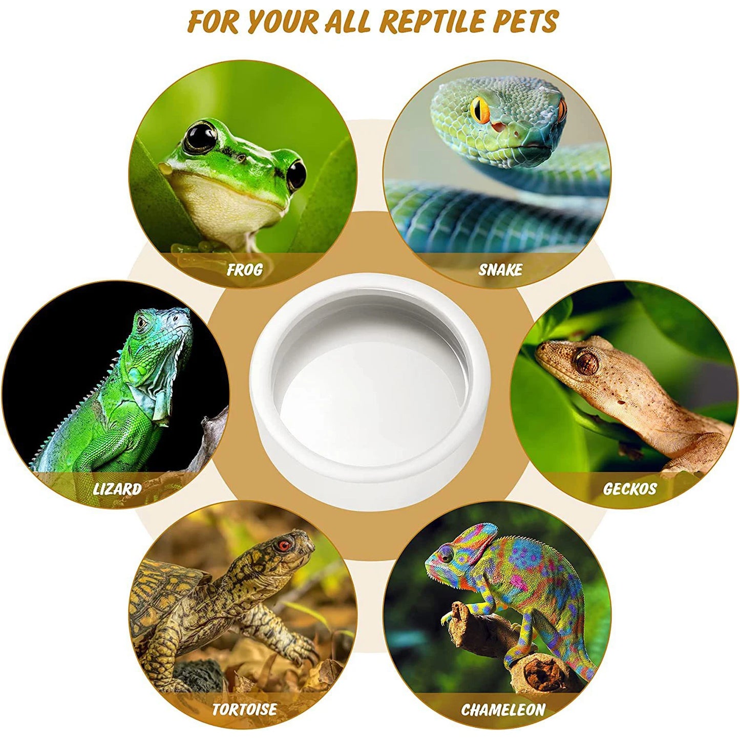 Bol Reptile Anti-Fuite