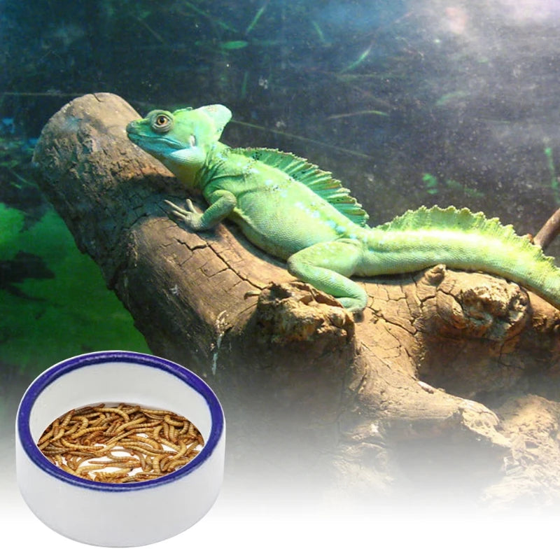 Bol Céramique Reptile
